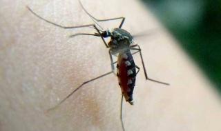 为什么孩子更招蚊子 为什么有的宝宝招蚊子有的不招呢